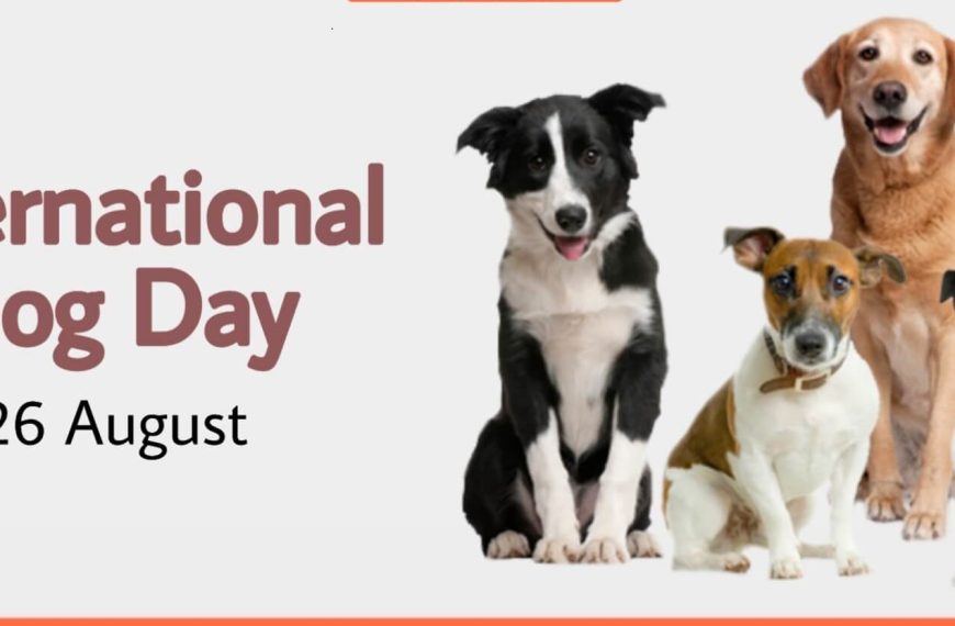 International Dog Day: 4 Reasons Why Adopting A Doggo Will…